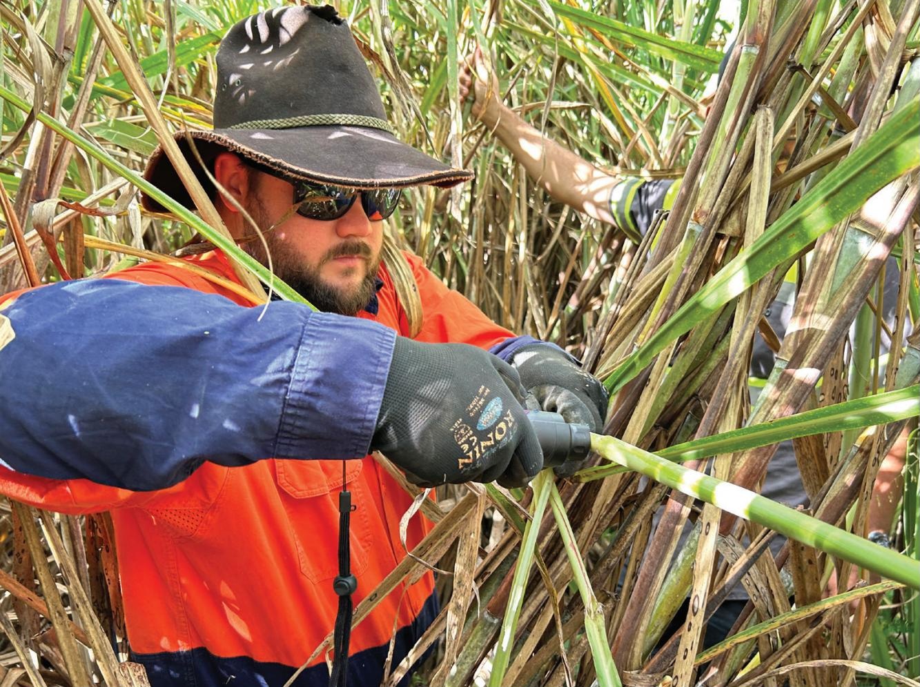 Viavi MicroNIR Offers Rapid Decision-Making for Crop Maturity Management